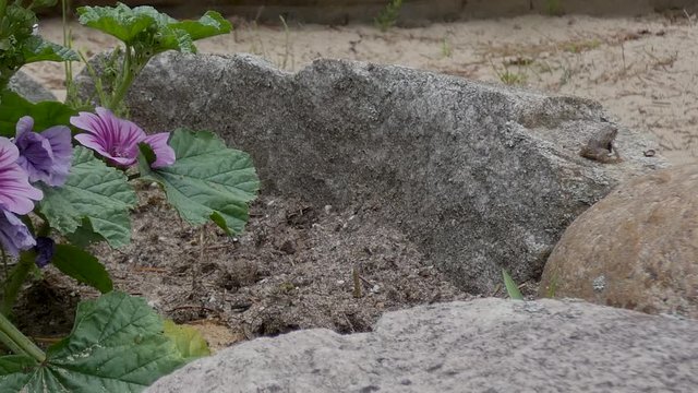Young toads hop around in a beach garden.