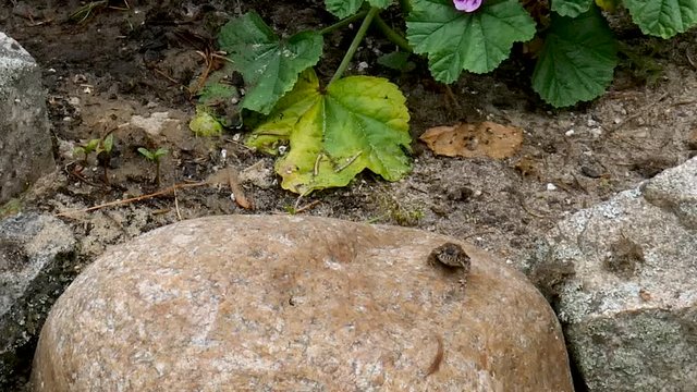 Young toads hop around in a beach garden.