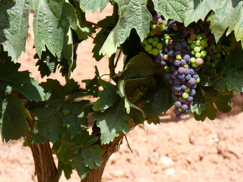 Uva en proceso de maduraci&oacute;n antes de la vendimia