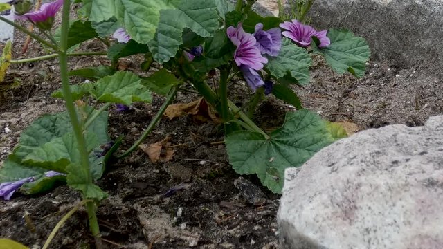 Young toads hop around in a beach garden.