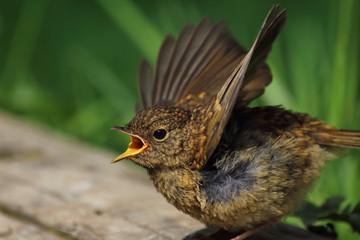 rotkehlchen junges