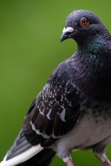 portrait of pigeon