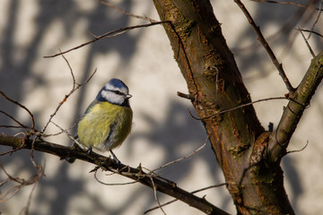 Blue Tit (Parus caeruleus) sitting in a bush in the garden.