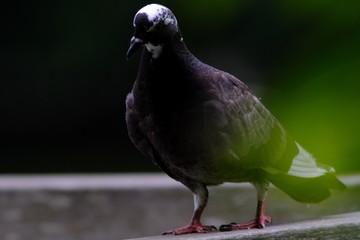 portrait of pigeon