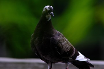 portrait of pigeon