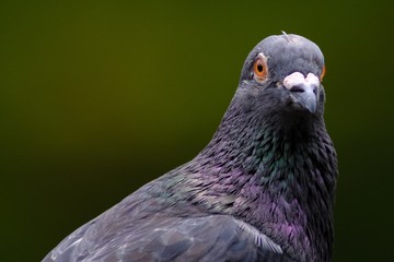 portrait of pigeon