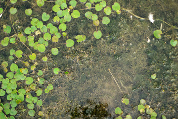  small water lilies and algae in the pond.