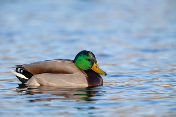 Mallard (Anas platyrhynchos) swimming on a lake in the nature protection area Moenchbruch near Frankfurt, Germany.