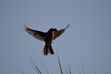 Vogel mit beute