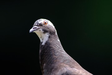 portrait of pigeon