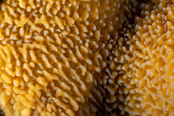 Corals are marine invertebrates within the class Anthozoa of the phylum Cnidaria