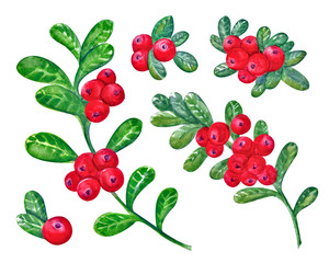 A set of Cranberries with watercolor leaves on a white background. Juicy and fresh cranberry berries realistic forest hand drawn illustration. Natural product. Forest berry,