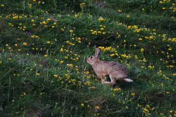 hase im graß