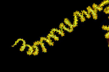 Corals are marine invertebrates within the class Anthozoa of the phylum Cnidaria