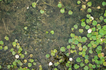 small water lilies and algae in the pond.