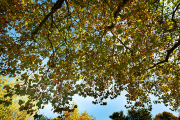 Fototapeta premium Herbst