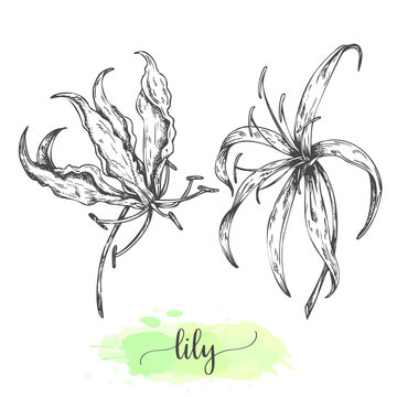 Hand drawn lily flowers. Floral background with blooming lilies isolated on white. Vector illustration in vintage style. Sketch of tropical flower Outline lilly