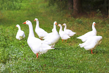 flock of white ducks in a meadow