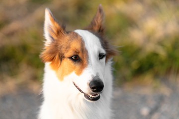 portrait of a cute mongrel dog outdoors