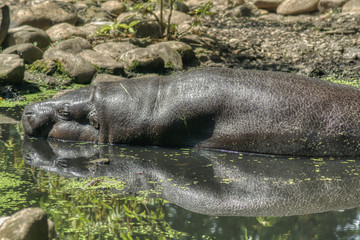 karłowaty hipopotam odbijający się w wodzie, miniaturowe zwierzęta w ogrodzie zoologicznym, śpiący hipopotam - obrazy, fototapety, plakaty