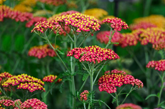 Close up of the Achillea 'Paprika' in a flower border