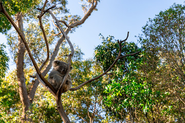 Australian koala bear sleeping on the tree branch all day long 