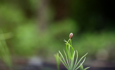 Bonsai Japanese black pine seedling on nature background.