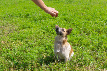 Master hand feeding small mixed breed dog outdoor
