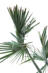 Green leaf of palm tree isolated isolated on white background of file with Clipping Path .