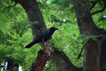 birds