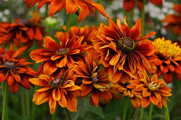 Close up of a colourful Rudbeckia hirta 'Cherokee Sunset'