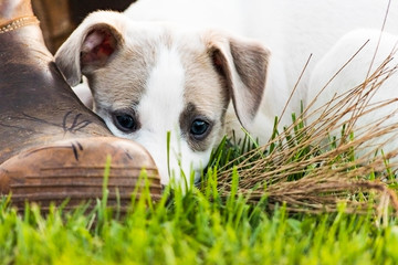 puppy with boot