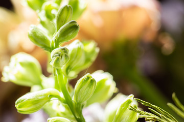 Background of wilted green flowers in bright sunlight