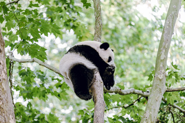 Sleeping panda 