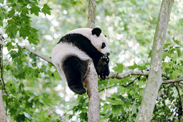 Obraz premium Sleeping panda 