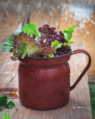 Freshly picked salad in a large brown jug is on the table in the open air