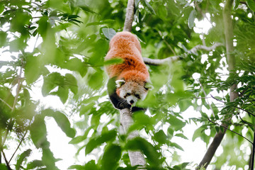 Red panda on tree