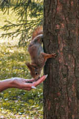Eichhörnchen 