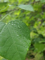 Water on Leaf