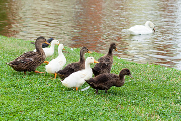 Geese and Ducks walk through the grass on a green grass near the pond. Livestock and farming in the village.