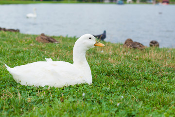 Geese and Ducks walk through the grass on a green grass near the pond. Livestock and farming in the village.