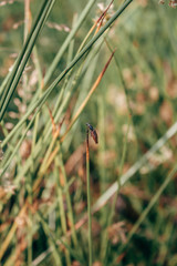 Wald