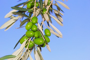 Olives on olive tree branch