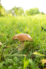 Mushroom in forest grass. Autumn forest mushroom family closeup. Autumn forest mushroom view. Mushrooms in autumn forest