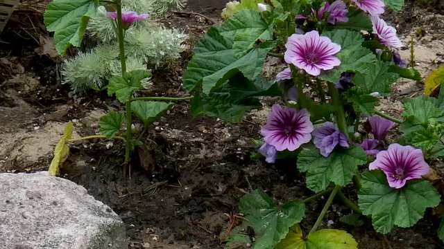 Young toads hop around in a beach garden.