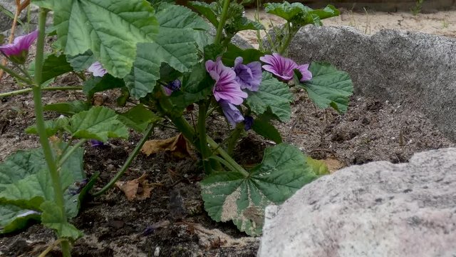 Young toads hop around in a beach garden.