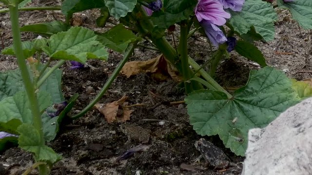 Young toads hop around in a beach garden.