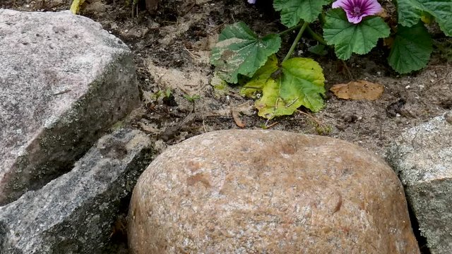 Young toads hop around in a beach garden.