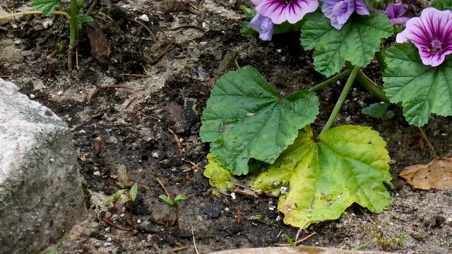 Young toads hop around in a beach garden.