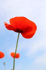 Naklejka premium red field poppy on a background of blue sky
